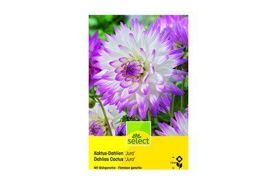 Image of select Dahlien Jura lila-weiss bei JUMBO