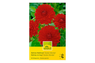 Image of select Halbhohe Dahlien Garden Wonder Dekorativ rot bei JUMBO