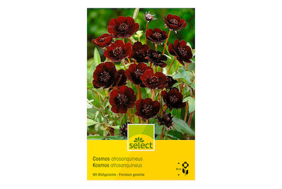 Image of select Schokoladenblume Cosmos atrosanguineus Duft nach Schokolade bei JUMBO