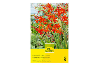Image of select Montbretien Crocosmia masoniorum grossblumig orange bei JUMBO