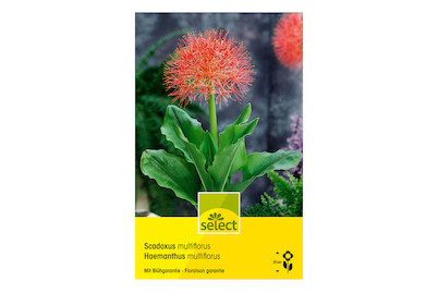 Image of select Feuerballlilie Haemanthus multiflorus bei JUMBO