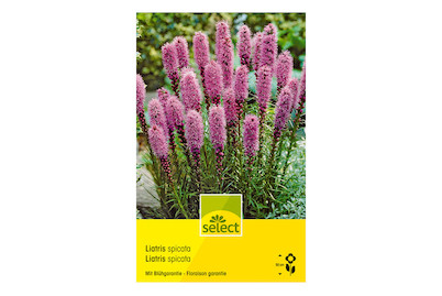 Image of select Prachtscharte Liatris spicata bei JUMBO