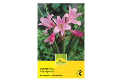 Image of Select Hakenlilie hellrosa bei JUMBO