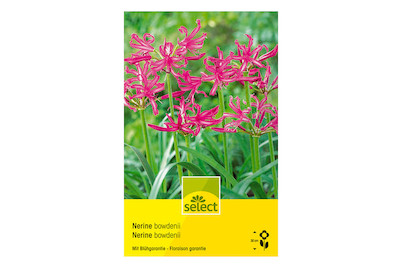 Image of select Nerine Nerine bowdenii bei JUMBO