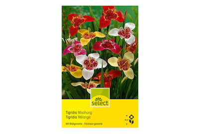 Image of select Tigerblumen (Tigridia pavonia) bei JUMBO