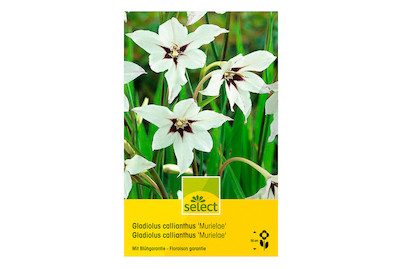Image of select Sterngladiole (Gladiolus callianthus) wohlriechend bei JUMBO