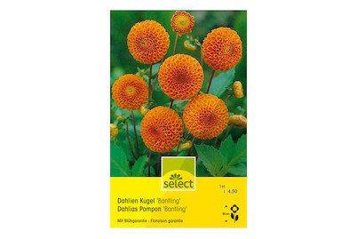 Image of select Pompon Dahlien Bantling orange bei JUMBO