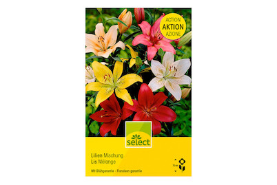 Image of select Asiatische Hybriden Lilien Mischung bei JUMBO