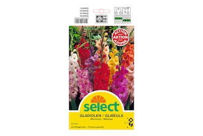Image of select Gladiolen Grosspackungen Mischung bei JUMBO