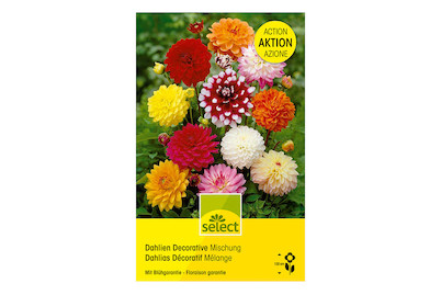 Image of select Dahlien Riesenpack Dekoration Mischung bei JUMBO