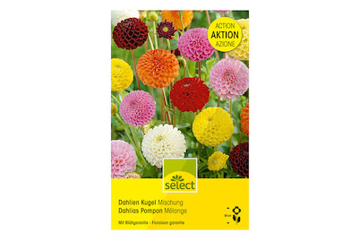 Image of select Dahlien Riesenpack Pompon bei JUMBO