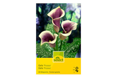 Image of select Calla Picasso der Schlund ist purpur und der Rand rahmweiss bei JUMBO