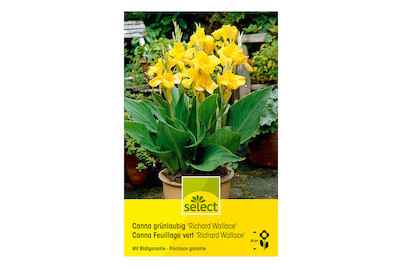 Image of select Indisches Blumenrohr (Canna-Indica-Hybriden) Richard Wallace grünblättrig reingelb bei JUMBO