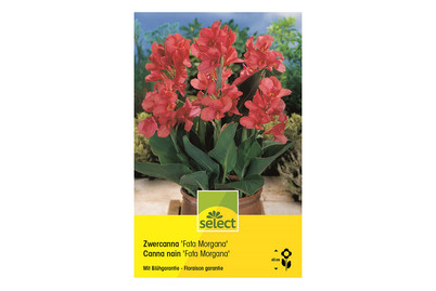 Image of Select Indisches Blumenrohr (Canna-Indica) Canna Fata Morgana karmirot bei JUMBO