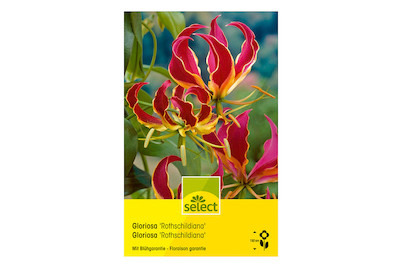 Image of select Ruhmeskrone Gloriosa superba bei JUMBO