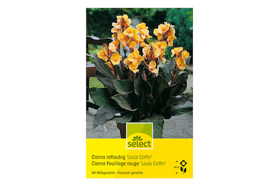 Image of select Indisches Blumenrohr (Canna-Indica-Hybriden) Louis Cottin rotblättrig champagne bei JUMBO