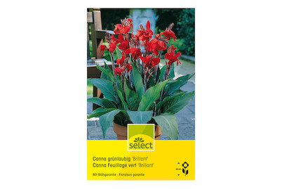 Image of select Indisches Blumenrohr (Canna-Indica-Hybriden) Brilliant grünblättrig rot bei JUMBO