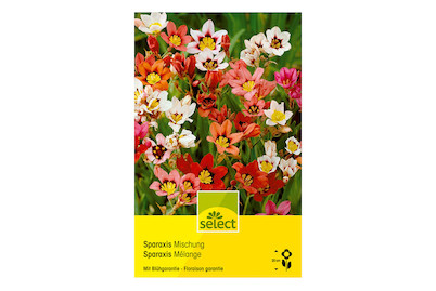 Image of select Fransenschwertel (Sparaxis tricolor) bei JUMBO