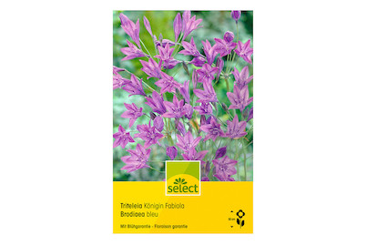 Image of select Brodiaea elegans (Triteleia laxa) Königin Fabiola violett bei JUMBO