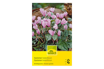 Image of select Neapolitanisches Alpenveilchen (Cyclamen hederifolium) lilarosa bei JUMBO