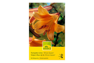 Image of select Trompetenlilien African Queen dunkelhoniggelb bei JUMBO