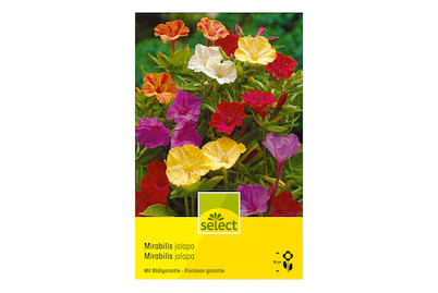 Image of select Wunderblume Mirabilis jalapa bei JUMBO