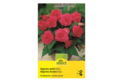 Image of Select Begonia gefüllt orange bei JUMBO
