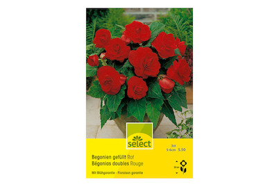 Image of Select Begonia Bertini rot bei JUMBO