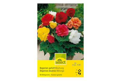 Image of Select Begonia Bertini Mischung bei JUMBO