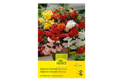 Image of Select Hängbegonien Cascade Mischung bei JUMBO