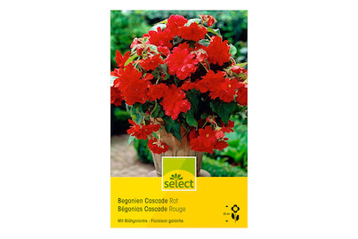 Image of Select Hängbegonien Cascade Rot bei JUMBO