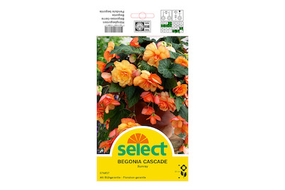 Image of Select Hängbegonien Cascade Sunray bei JUMBO