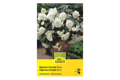 Image of Select Begonien Cascade weiss bei JUMBO