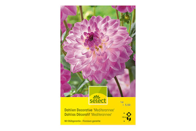 Image of select Dahlien Decorative Mediterannee purpur mit weiss bei JUMBO