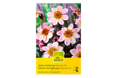 Image of select Rotblättrige Dahlien American Pie rosa bei JUMBO