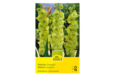 Image of select Gladiolen Evergreen grün bei JUMBO