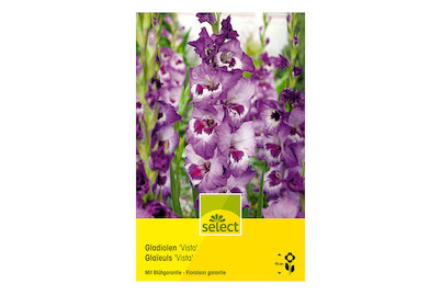 Image of select Gladiolen Vista weiss und purpur bei JUMBO