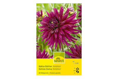 Image of select Kaktus-Dahlie Ambition purpur bei JUMBO