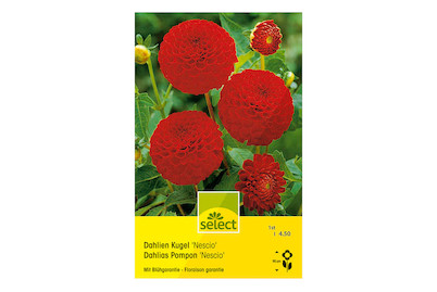 Image of select Pompon Dahlien Nescio rot bei JUMBO
