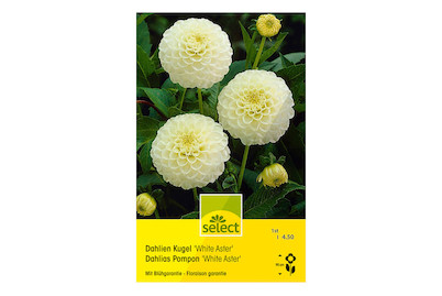 Image of select Pompon Dahlien White Aster weiss bei JUMBO