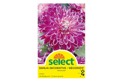 Image of select Dahlien Vancouver purpur mit weiss bei JUMBO