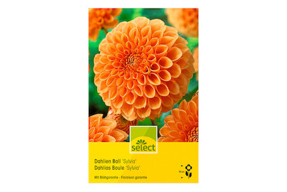 Image of select Dahlien Sylvia orange bei JUMBO