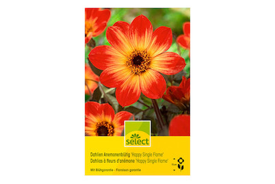 Image of select Anemonenblütige Dahlien Happy Single Flame dunkelrosa bei JUMBO