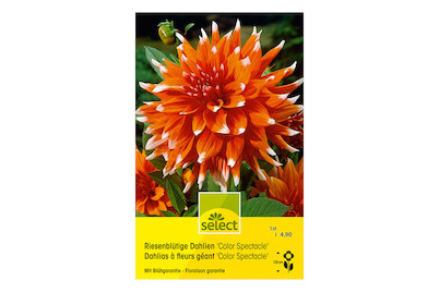 Image of select Riesenblütige Dahlien Color Spectacle Leuchtend orange grosse Blüten mitweissen Spitzen bei JUMBO
