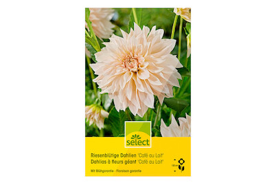 Image of select Riesenblütige Dahlien Café au lait creme-weisse Dahlie. Die Blüteist grösser als 25 cm Durchmesser bei JUMBO