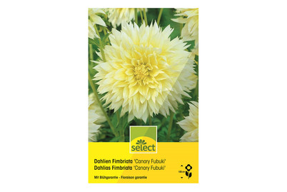 Image of select Dahlien Canary Fubuki weiss bei JUMBO