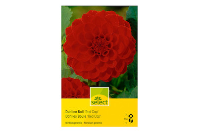 Image of select Dahlien Red Cap rot bei JUMBO