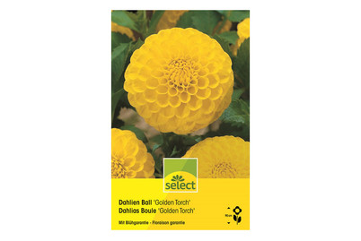 Image of select Dahlien Golden Torch gelb bei JUMBO