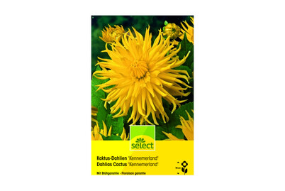 Image of Select Dahlien Kennermerland bei JUMBO