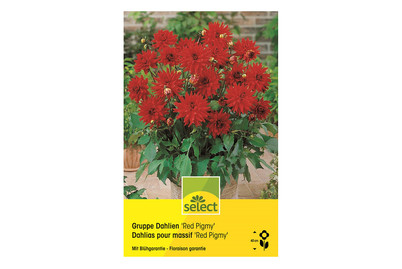 Image of select Dahlien Red Pigmy rot bei JUMBO